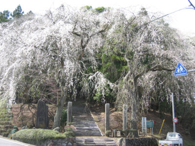 小松寺のしだれ桜